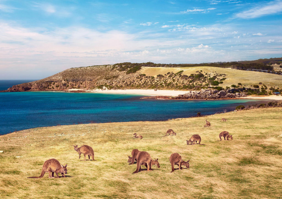 great ocean road and kangaroo island tours
