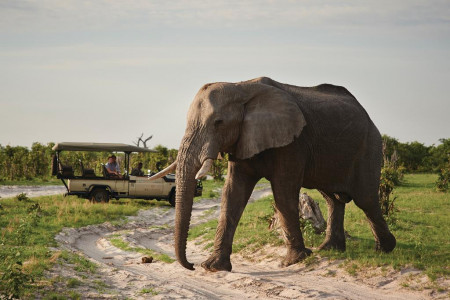 Belmond Savute Elephant Lodge _smallimage